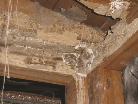  Diệt Mối Tận Gốc Là Gì